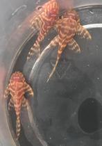 Hypancistrus sp l333 albino plecos, Dieren en Toebehoren, Vis