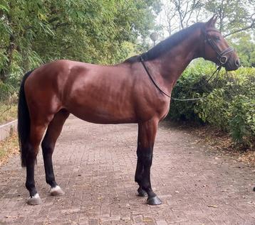 Te koop: Sakyran (Kjento x Glamourdale) beschikbaar voor biedingen