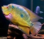 Amphilophus Trimaculatus cichlide, Dieren en Toebehoren, Vissen | Aquariumvissen, Vis, Zoetwatervis