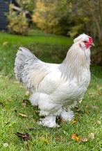 Mooie jonge haan, park-Brahma, Dieren en Toebehoren, Mannelijk, Kip