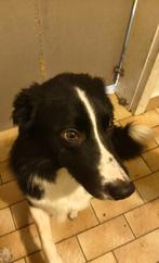 Lief border collie reutje 1 jaar en 9maanden, Dieren en Toebehoren, Honden | Herdershonden en Veedrijvers, Reu, CDV (hondenziekte)