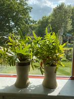 Kamerplanten in pot Gratis, Huis en Inrichting, Ophalen, Overige soorten, Halfschaduw, In pot