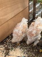 2 Zalm brahma hennen, Dieren en Toebehoren, Pluimvee, Vrouwelijk, Kip