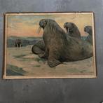 Schoolplaat Walross – walrussen – 1906, Ophalen of Verzenden, Natuur en Biologie