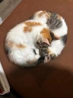 Kittens bijna 6 weken, Dieren en Toebehoren, Meerdere dieren