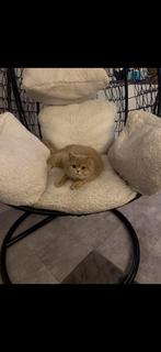 Britse korte haar!!, Dieren en Toebehoren, Katten en Kittens | Raskatten | Korthaar, Poes, Gechipt, 0 tot 2 jaar