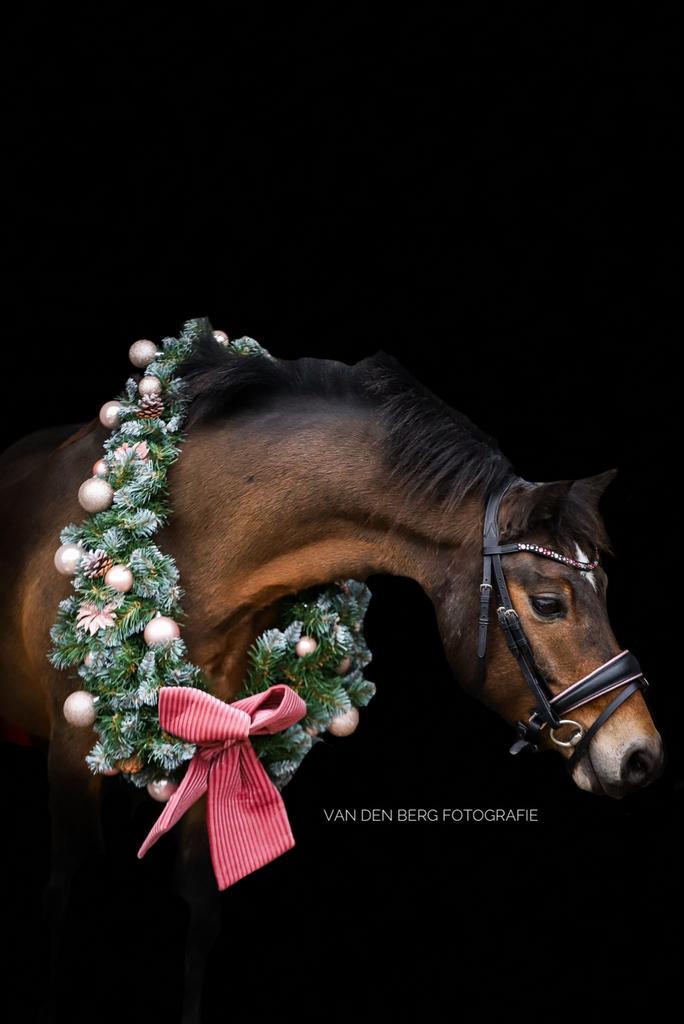 Super leuke stoere pony te koop, Dieren en Toebehoren, Pony's, Ruin, 11 jaar of ouder, Gechipt, Ontwormd, Ingeënt