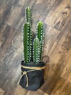 Nepcactus met houder - Decoratief & Onderhoudsvrij, Tuin en Terras, Planten | Tuinplanten, Overige soorten, Volle zon, Vaste plant