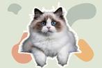 ZOEKEND RAGDOLL KITTEN, Kater, Met stamboom, 0 tot 2 jaar