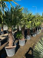 Trachycarpus fortunei palmen, Ophalen, Overige soorten, Volle zon