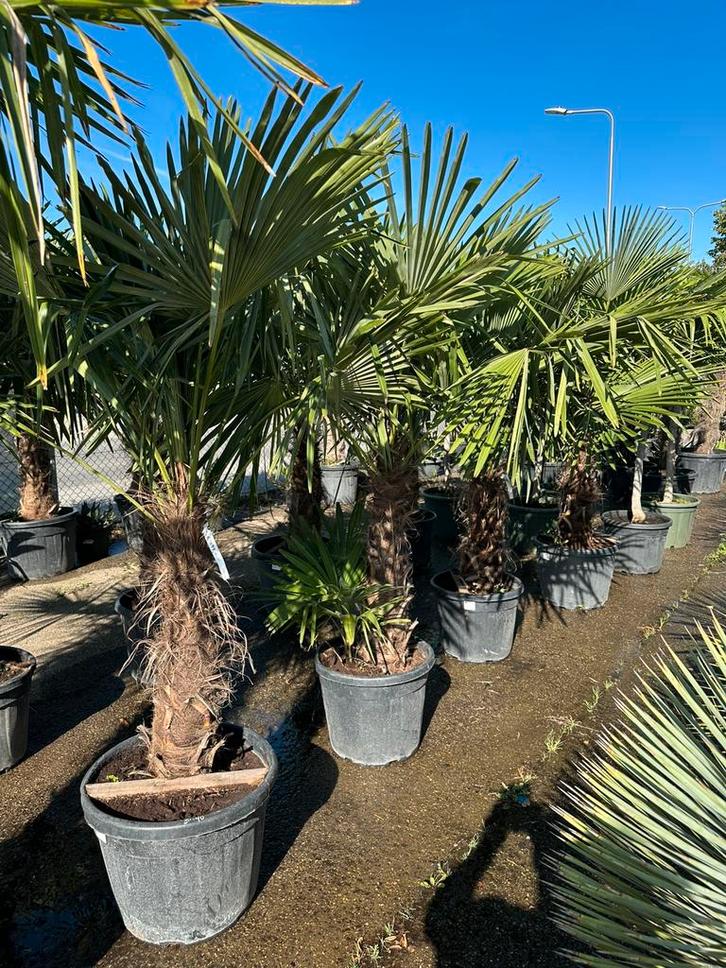 Trachycarpus fortunei palmen, Tuin en Terras, Planten | Tuinplanten, Overige soorten, Volle zon, Ophalen