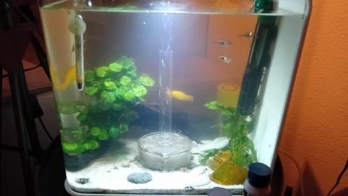 biOrb Flow 30 MCR Wit, Dieren en Toebehoren, Vissen | Aquaria en Toebehoren, Zo goed als nieuw, Gevuld zoetwateraquarium, Ophalen