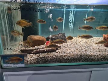 Pseudotropheus Williamsi North Makonde Blue Lips Malawi  beschikbaar voor biedingen