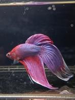 Betta man veiltail purple unicorn, Vis