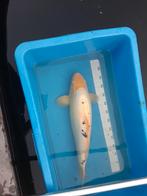 Koi karper, Dieren en Toebehoren, Vissen | Vijvervissen, Karper of Koi