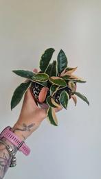 Hoya, Carnosa, Pubicalyx, Latifolia, Australis, Mathilde, Ophalen of Verzenden, Overige soorten, Minder dan 100 cm