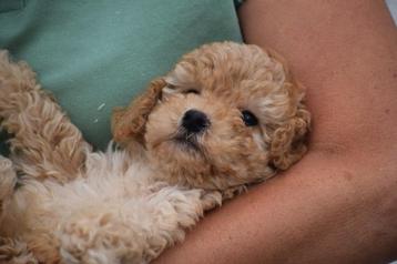 Poedel pups direct beschikbaar beschikbaar voor biedingen