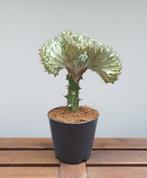 Euphorbia lactea 'cristata' | Ø12cm H28cm, Huis en Inrichting, Cactus, Minder dan 100 cm, Ophalen of Verzenden