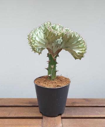 Euphorbia lactea 'cristata' | Ø12cm H28cm