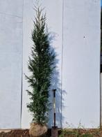 Cupressosyparis Leylandii 2001 - haagconifeer 250-275 cm, Ophalen, Conifeer, Haag, 250 cm of meer
