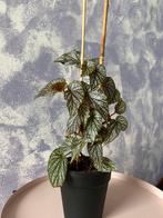 Kamerplant: Decoratieve Begonia “Angelica / Angel wing”, Huis en Inrichting, Ophalen, Overige soorten, Halfschaduw, In pot