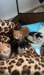 Prachtige Kittens Noorseboskat x Britsekorthaar, Dieren en Toebehoren, Katten en Kittens | Raskatten | Korthaar, Meerdere dieren