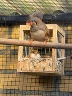 Zebravinken 2 mannen., Dieren en Toebehoren, Vogels | Overige Vogels, Mannelijk, Tropenvogel, Geringd