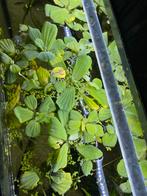 Drijfplantjes, Dieren en Toebehoren, Vis