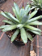 Agave macroacantha, Tuin en Terras, Planten | Tuinplanten, Ophalen of Verzenden, Overige soorten, Volle zon