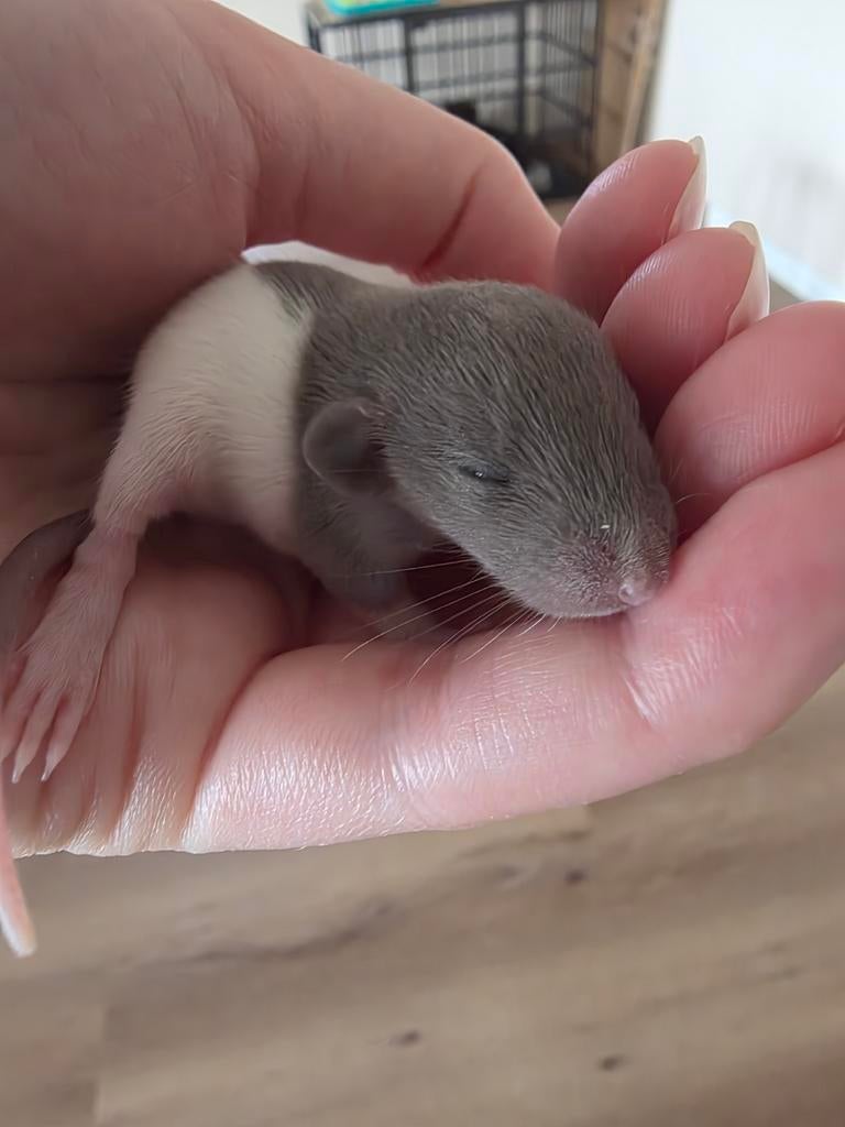 Dwergratjes rittens, Dieren en Toebehoren, Knaagdieren, Meerdere dieren, Rat, December