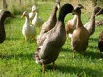 Jonge eenden, woerden, mannelijk, woerd, eend, slakkenvanger, Dieren en Toebehoren, Mannelijk, Eend