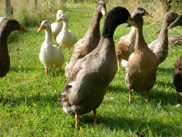 Jonge eenden, woerden, mannelijk, woerd, eend, slakkenvanger beschikbaar voor biedingen