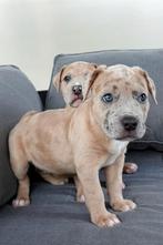 Bully xl pup, Dieren en Toebehoren, Honden | Jack Russells en Terriërs, 8 tot 15 weken, Teef, Meerdere, Nederland