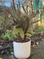 plant, Ophalen, Overige soorten, Halfschaduw, In pot