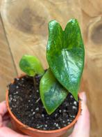 Alocasia zebrina variegata plant aurea yellow green lemon, Huis en Inrichting, Kamerplanten, Ophalen of Verzenden, Halfschaduw
