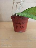 hoya Finlaysonii pm 8.5 nummer H285, Huis en Inrichting, Ophalen of Verzenden, Halfschaduw, Minder dan 100 cm