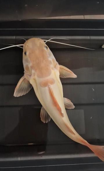 Roodstaart meerval platinum arowana potamotrygon rtc cichla beschikbaar voor biedingen