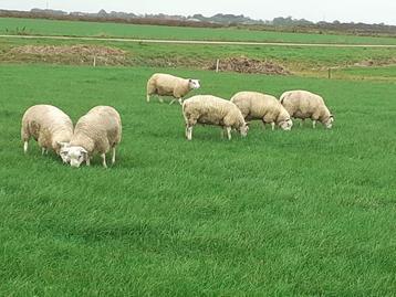 Dekrammen kruising boeren Texelaar/Engels Texelaar beschikbaar voor biedingen