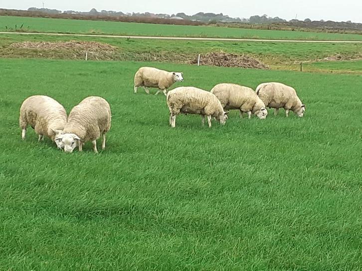 Dekrammen kruising boeren Texelaar/Engels Texelaar, Dieren en Toebehoren, Schapen, Geiten en Varkens, Schaap, Mannelijk, 0 tot 2 jaar