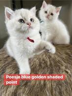 Brits korthaar kittens met stamboom point, Dieren en Toebehoren, Meerdere dieren, Met stamboom