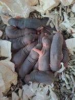 ❤️Tamme Gezins Rittens Ratjes🐁❤️🥰 Agouti Albino Solid, Rat, Meerdere dieren, Tam, Oktober