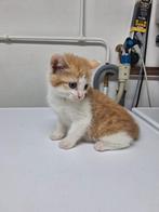 Nog 1 poesje beschikbaar! Mag direct met u mee, Dieren en Toebehoren, Katten en Kittens | Overige Katten, Meerdere dieren, Kortharig
