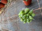 Haworthia, Huis en Inrichting, Ophalen of Verzenden, Overige soorten, Minder dan 100 cm