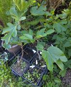 Tuin = Fruitboom = Vijg - Ficus Carica - Vijgenboom - 60cm, Tuin en Terras, Planten | Fruitbomen, Ophalen, Minder dan 100 cm, In pot
