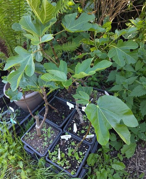 Tuin = Fruitboom = Vijg - Ficus Carica - Vijgenboom - 60cm, Tuin en Terras, Planten | Fruitbomen, Vijgenboom, Minder dan 100 cm