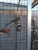 0-2 Bourkes poppen 2025 €12,50 per stuk., Dieren en Toebehoren, Vogels | Parkieten en Papegaaien, Vrouwelijk, Parkiet