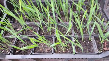 Biologische planten oerprei / parellook beschikbaar voor biedingen