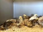Mooie jonge Araucana kuikens gesekst en ingeënt, Vrouwelijk, Kip