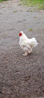 Gratis witte jonge haan