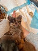 Unieke kleine -mix pups, CDV (hondenziekte), 8 tot 15 weken, Meerdere, Meerdere dieren